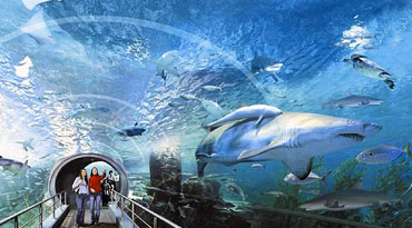 EXB036 - Siam Ocean World Aquarium + 4d movie + Ocean Feeding + Back of House + Drinks + Popcorn (No Transfers)